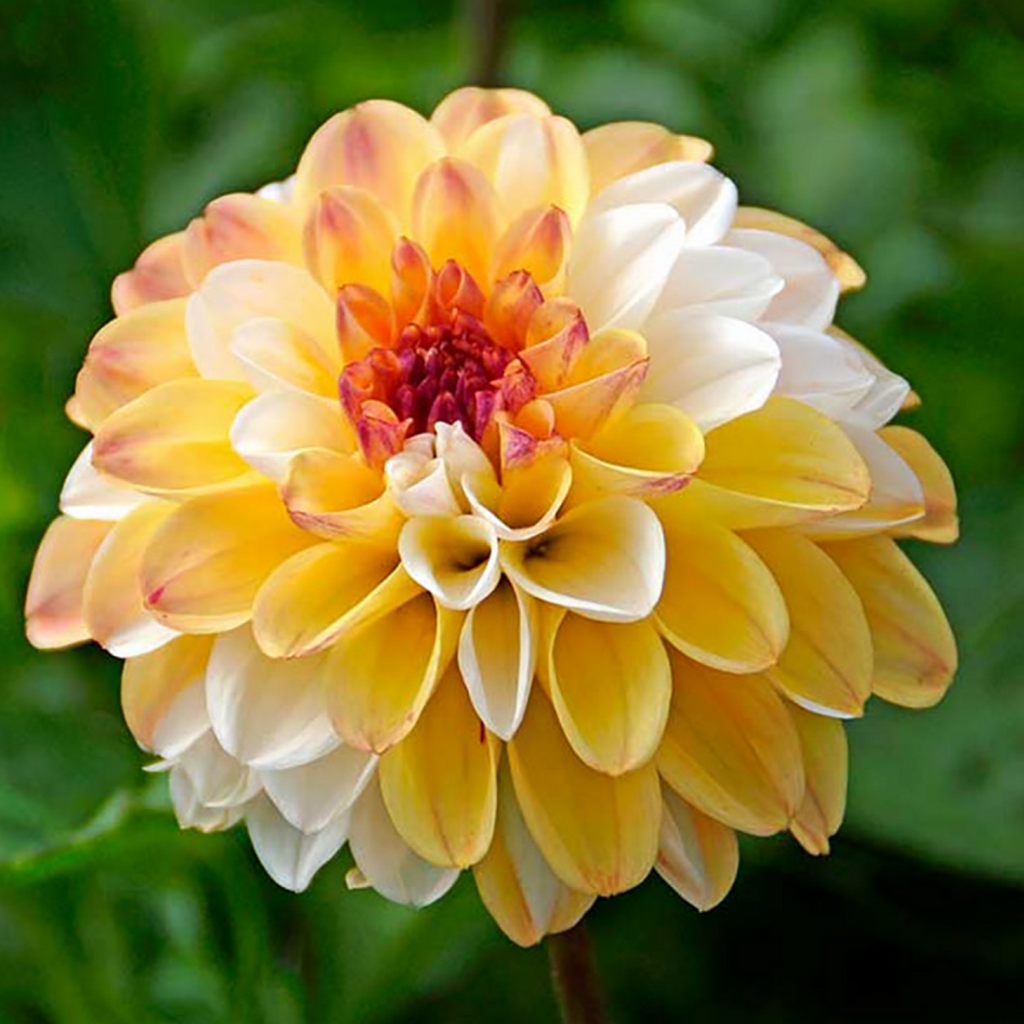 Dahlia Tuber Double Jill Stems Flower Farm