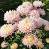 Aster - Duchesse Apricot