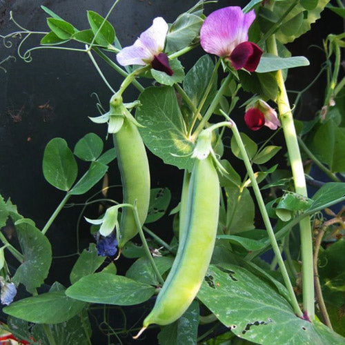 Peas (Speciality) - Dwarf Grey Sugar