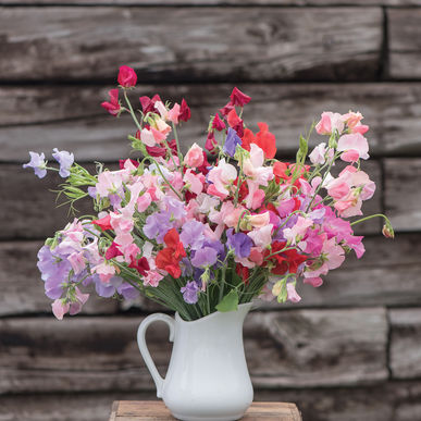 Sweet Pea - Elegance Mix