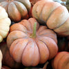 Pumpkin (Specialty) - Musque de Provence (Fairytale)