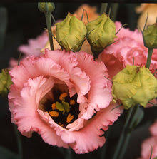 Lisianthus - Falda 2 Salmon