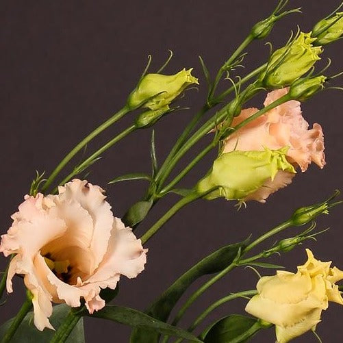 Lisianthus - Falda 2 Light Apricot