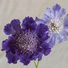 Fleur en coussinet - Fama Deep Blue