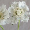 Fleur en coussin - Fama Blanc