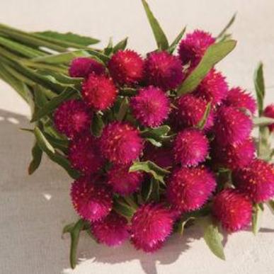 Globe Amaranth - QIS Carmine