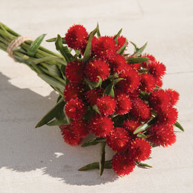 Globe Amaranth - Strawberry Fields