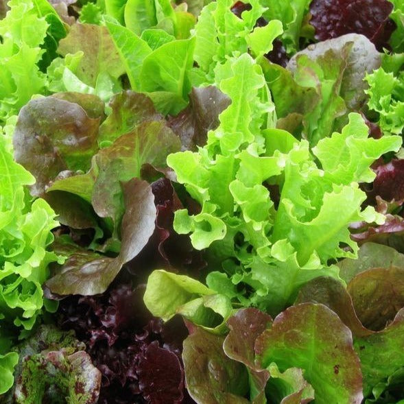 Mélanges de laitue - Mélange de salades gourmandes