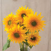 Sunflower - Greenburst