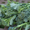 Broccoli - Green Sprouting