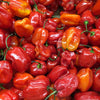 Pepper (Hot) - Habanero