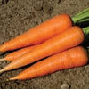 Carrots - Hercules