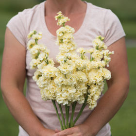 Crosse - Jaune de fer