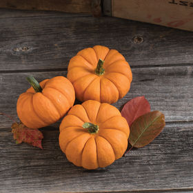 Pumpkin (Specialty) - Jack Be Little