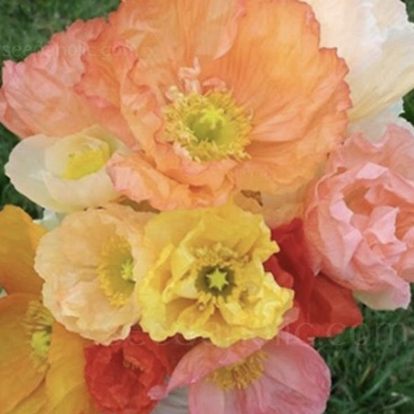 Icelandic Poppy - Kelmscotts Giants