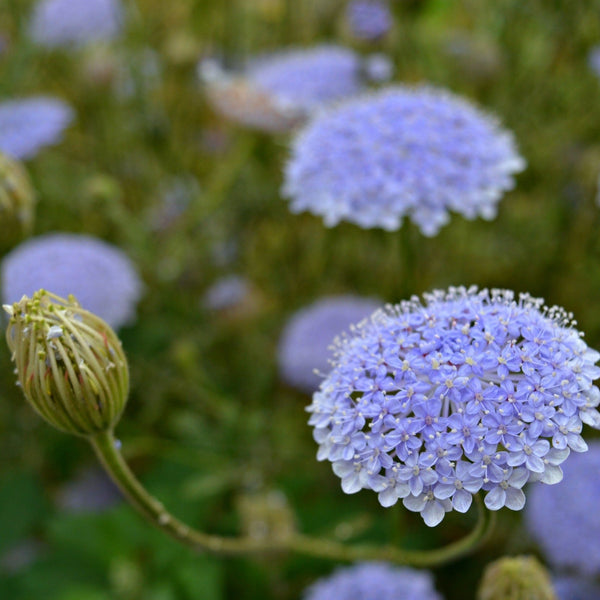 Lace Flower - Lacy Lavender Blue