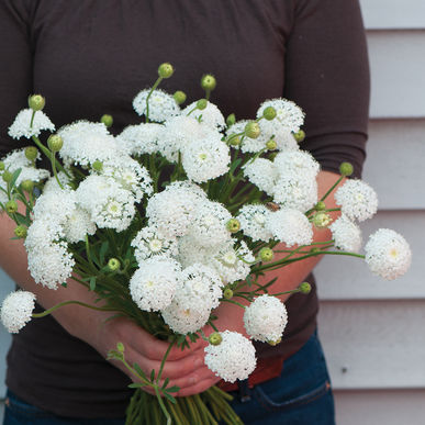 Lace Flower - Lacy White