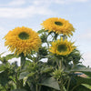Sunflower - Lemonade