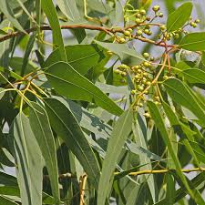 Eucalyptus - Lemon Bush