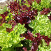 Lettuce - Leaf Mix