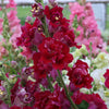 Snapdragon - Madame Butterfly Red