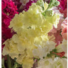 Snapdragon - Madame Butterfly Yellow