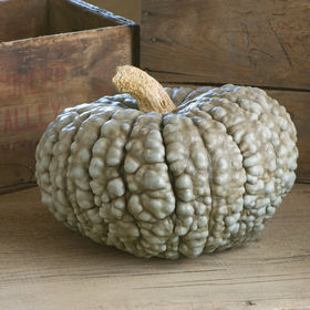 Pumpkin (Specialty) - Marina di Chioggia