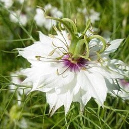 Love in a Mist - Miss Jekyll White