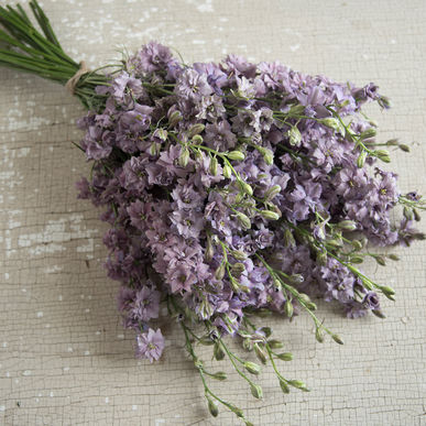 Larkspur - Misty Lavender