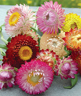 Strawflower - Formula Mix