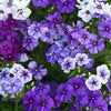Phlox - Moody Blues