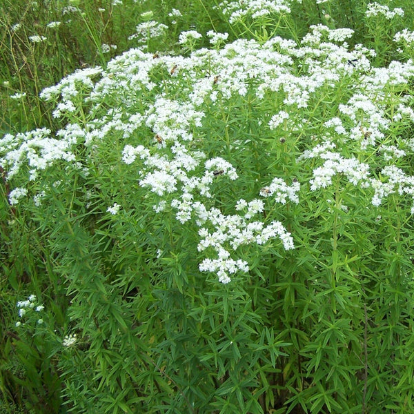 Menthe des montagnes - Menthe des montagnes élancée