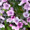 Chinese Forget Me Not - Mystic Pink