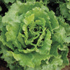 Lettuce (Summer Crisp/Batavia) - Nevada