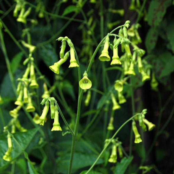 Flowering Tobacco - Langsdorfii