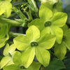 Flowering Tobacco - Lime Green