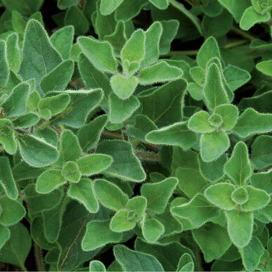 Oregano - Greek