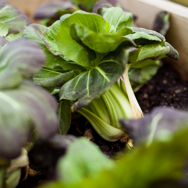 Pak Choi - Mélange