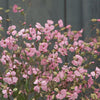 Saponaria - Beauty Pink