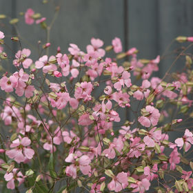 Saponaria - Beauty Pink