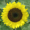 Sunflower - Premier Lemon