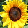 Sunflower - ProCut Brilliance