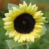 Sunflower - ProCut Lemon