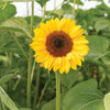 Sunflower - ProCut Horizon