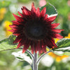 Sunflower - ProCut Red
