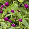 Globe Amaranth - QIS Purple