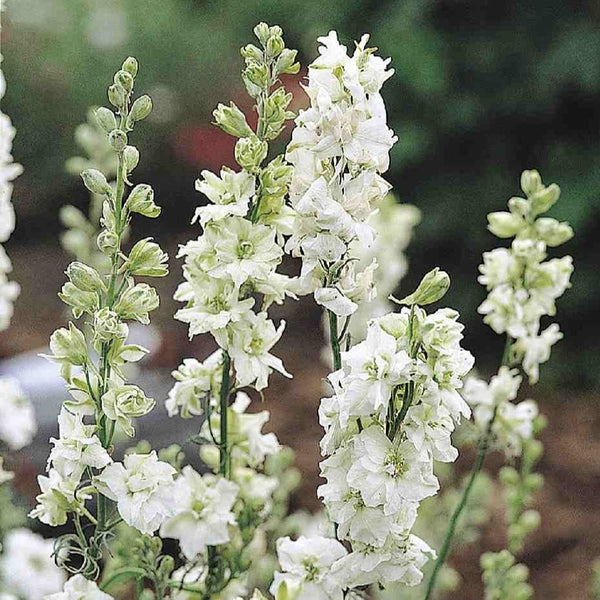 Larkspur - QIS White