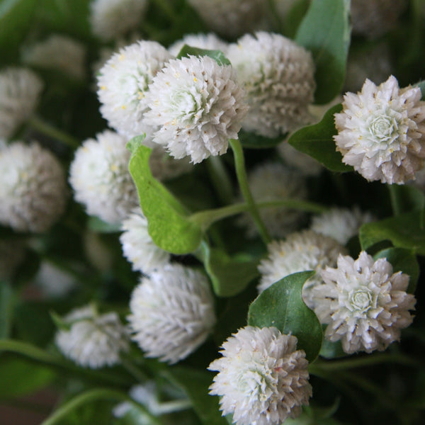 Globe Amaranth - QIS White