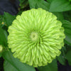 Zinnia - Queeny Lime
