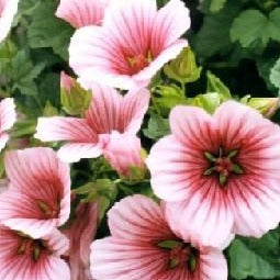 Malope - Reine Rose